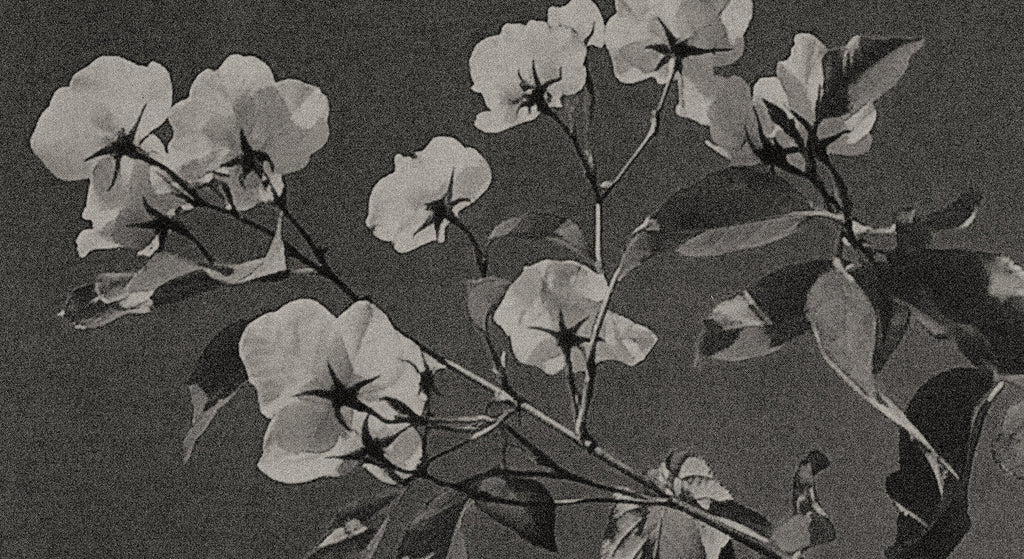 black and white image of a vintage photo of white flowers against an open sky