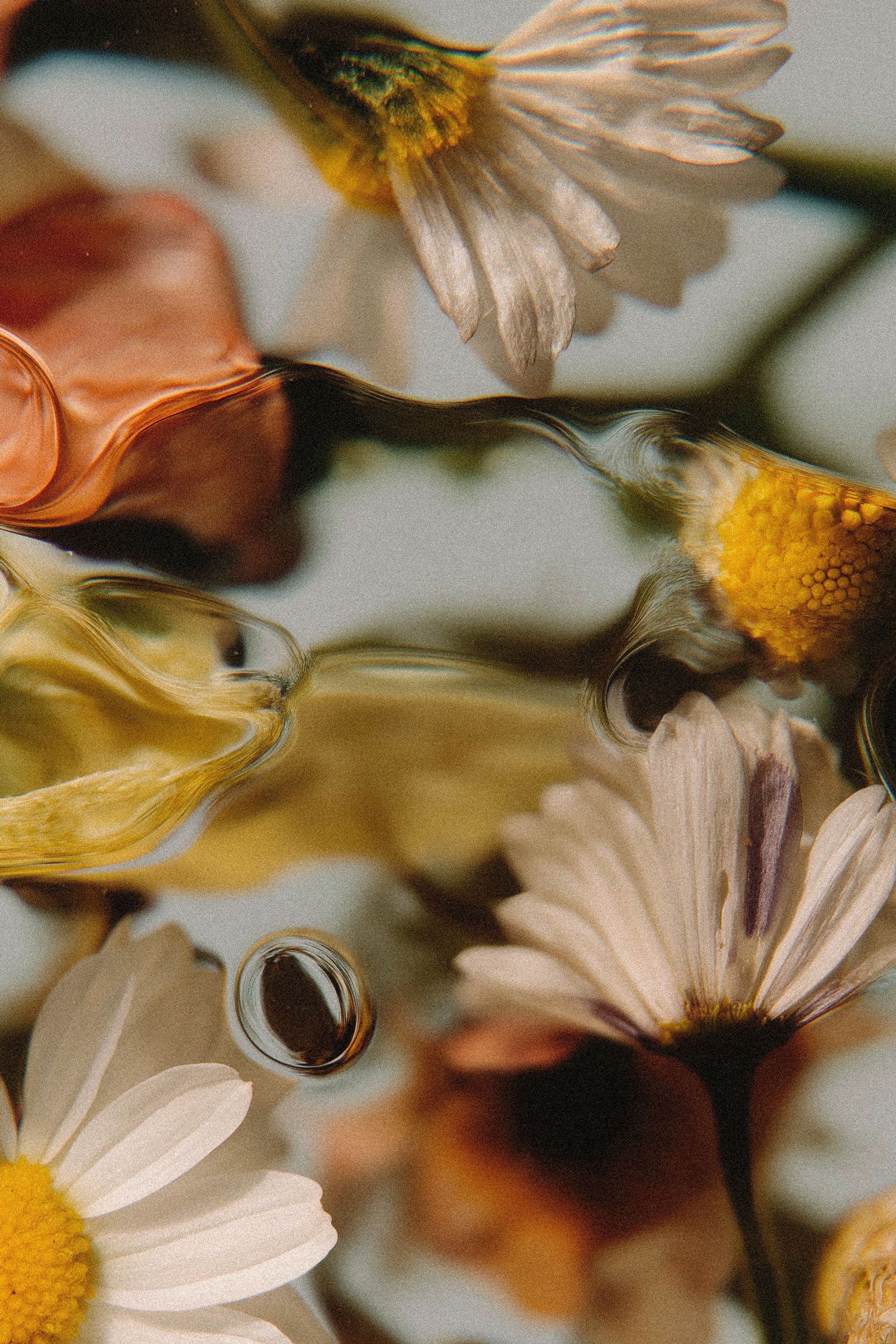 image of flowers such as chamomile, green tea, and other botanicals submerged in water.